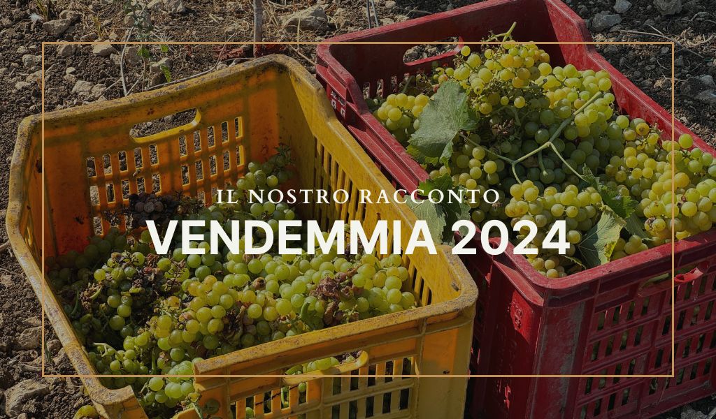 Il racconto della vendemmia 2024